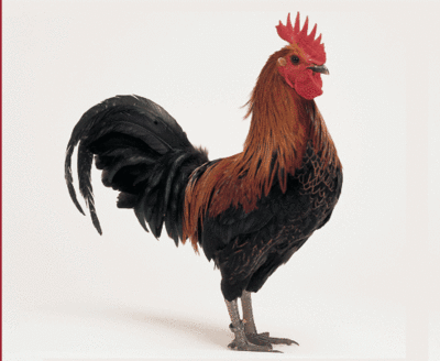 le coq
